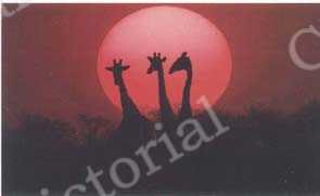 
夕阳映衬下的长颈鹿
摄影 罗红
